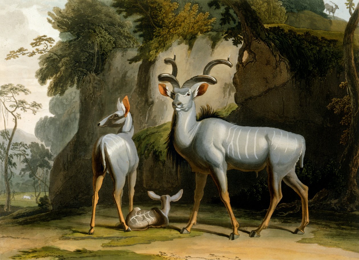 Koodoo, 1804 by Samuel Daniell