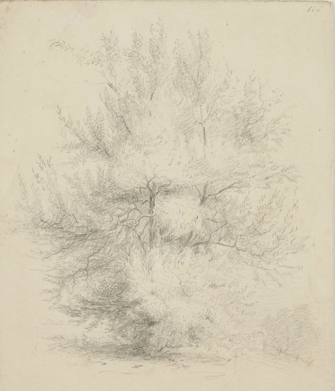 Bir ağaç çizimi by Samuel Finley Breese Morse