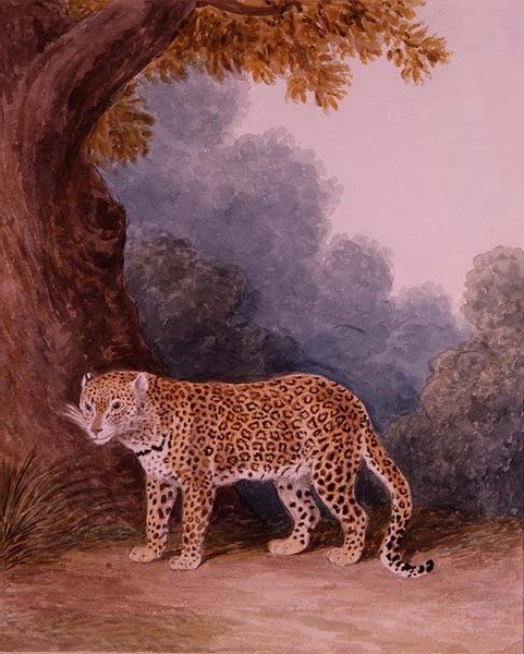 Leopar (kağıt üzerinde wc) (ayrıca bkz. 1113159) by Samuel Howitt