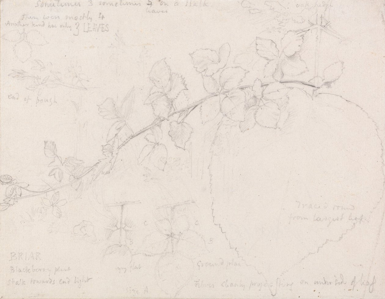 böğürtlenler by Samuel Palmer