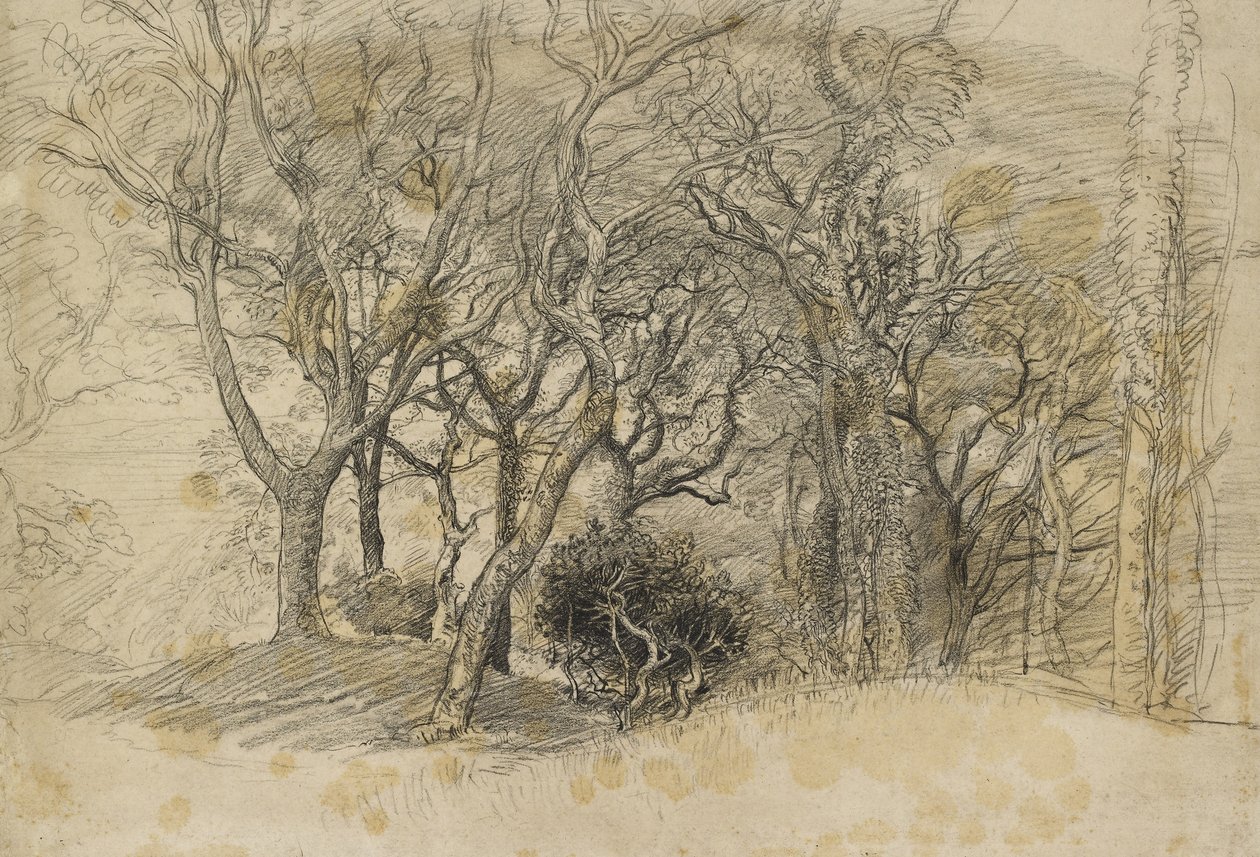 Ağaçların İncelenmesi, Clovelly Park, 1834 (soluk grimsi kağıt üzerinde siyah tebeşir) by Samuel Palmer