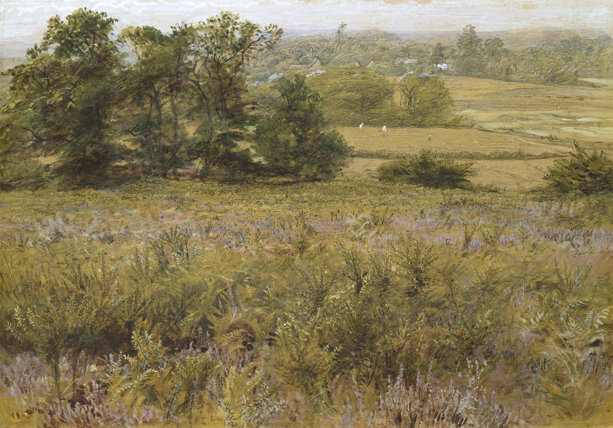 Furze Field, 19. yüzyıl (suluboya) by Samuel Palmer