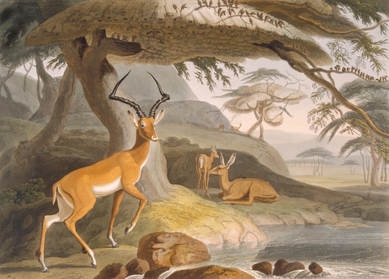 Pallah by Samuel (after) Daniell