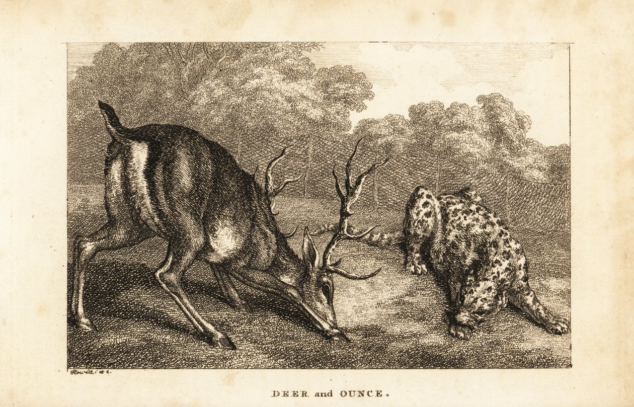 Bir geyik, Cervus elaphus ve bir kar leoparı, Panthera uncia arasındaki karşılaşma by Samuel (after) Howitt