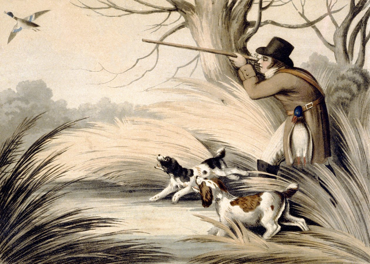Atıcı Ördek, gravür H. Merke, c.1809 (renkli taş) by Samuel (after) Howitt