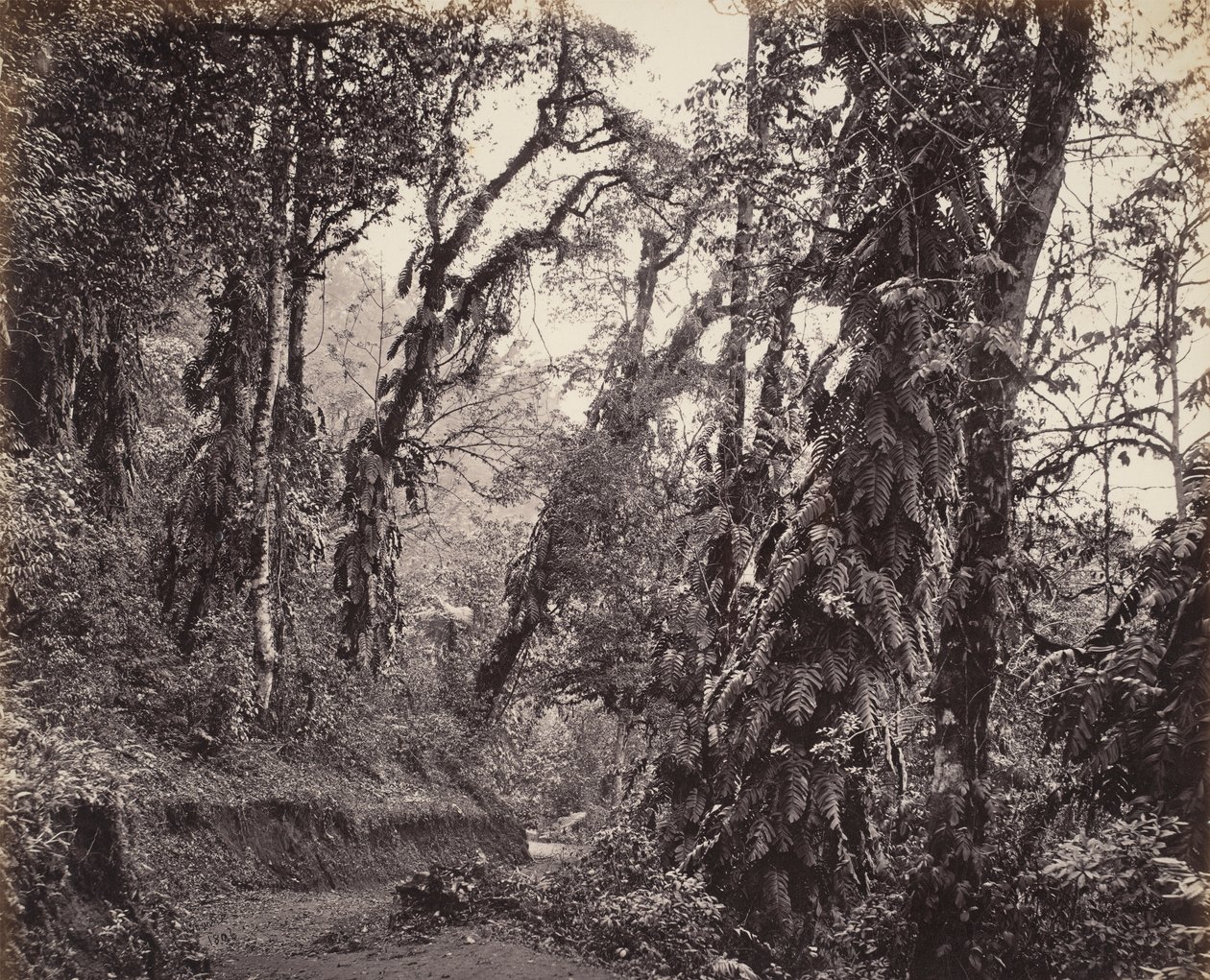 Darjeeling, Tukvar Yolu ile Sarmaşıklı Orman Manzarası by Samuel Bourne
