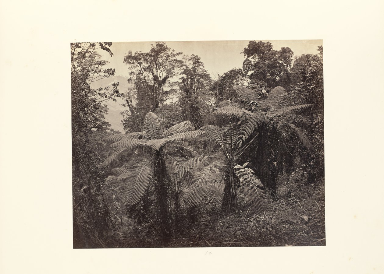 Darjeeling; Lebong