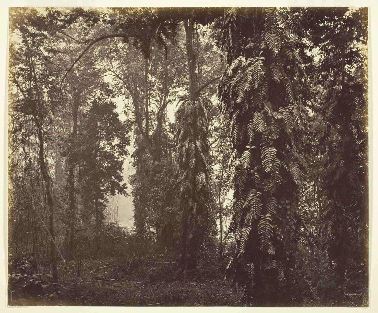 Darjeeling, Hindistan, c. 1865. by Samuel Bourne