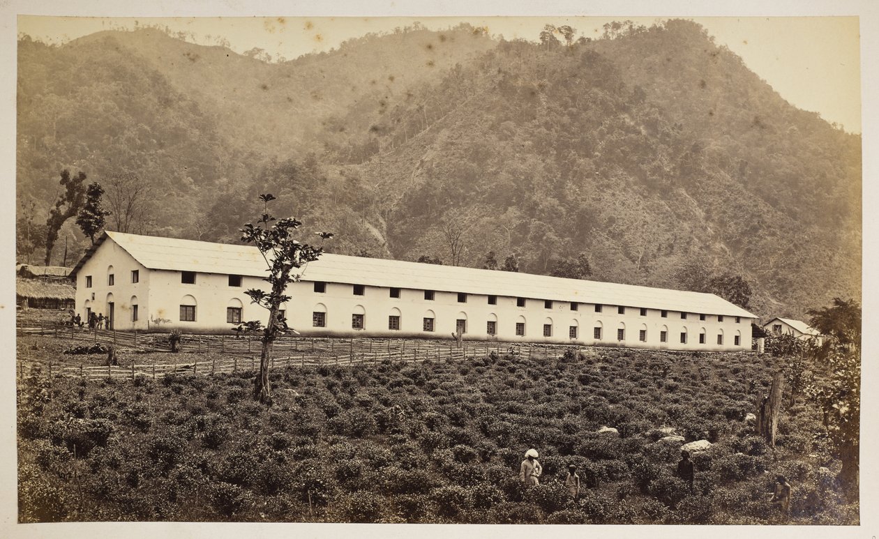 Selim Tea Estate, Darjeeling, yeni fabrika, alt bölüm,  