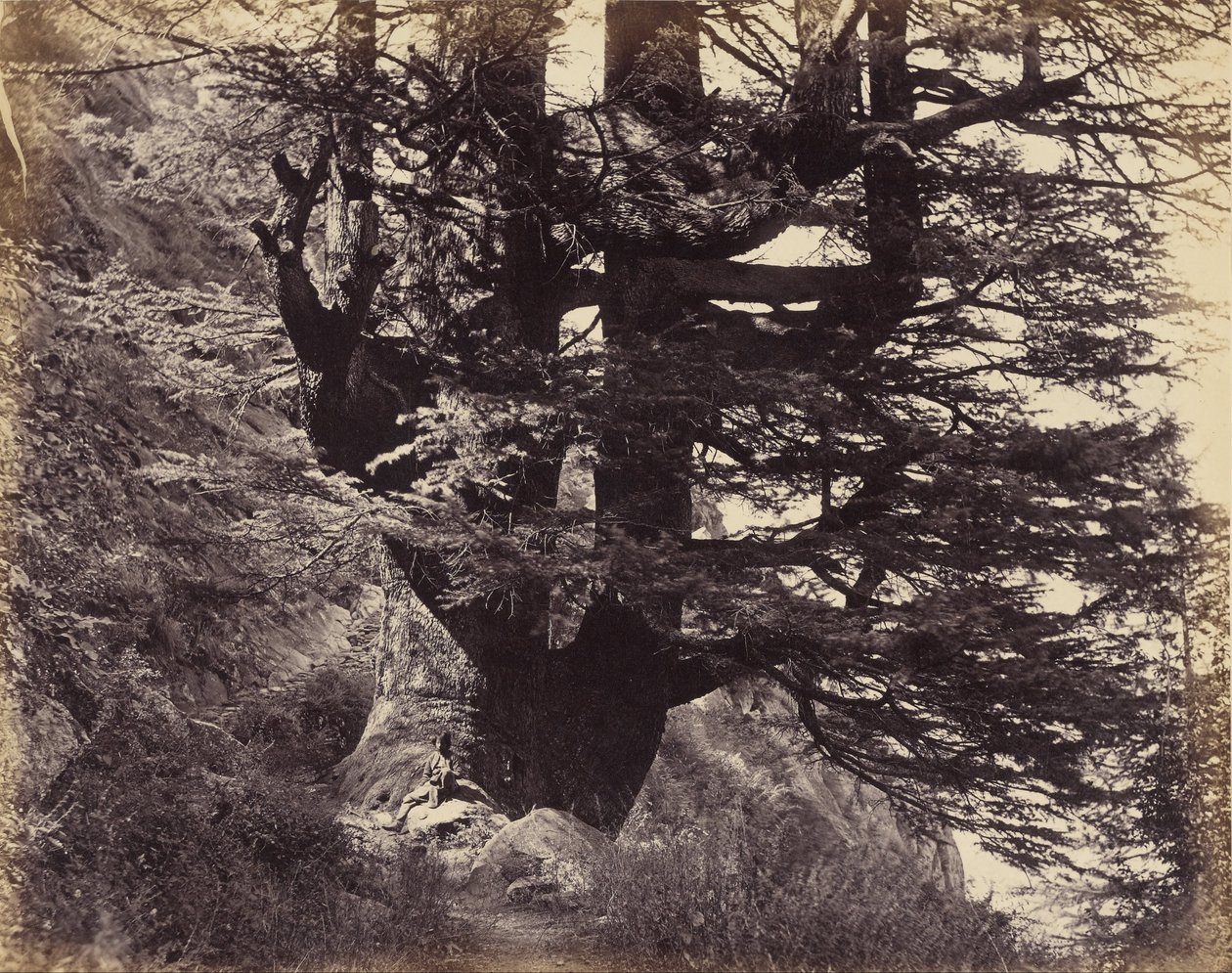 Simla- Büyük Deodar, Çevresinde 42 Feet by Samuel Bourne