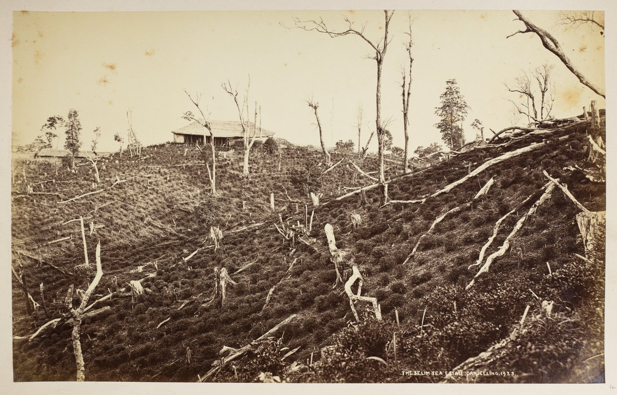 Selim Çay Malikanesi, Darjeeling,  