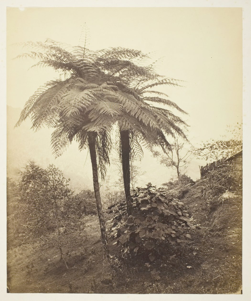 Ağaç Eğreltiotu, Ödül Fotoğrafı, 1863. by Samuel Bourne