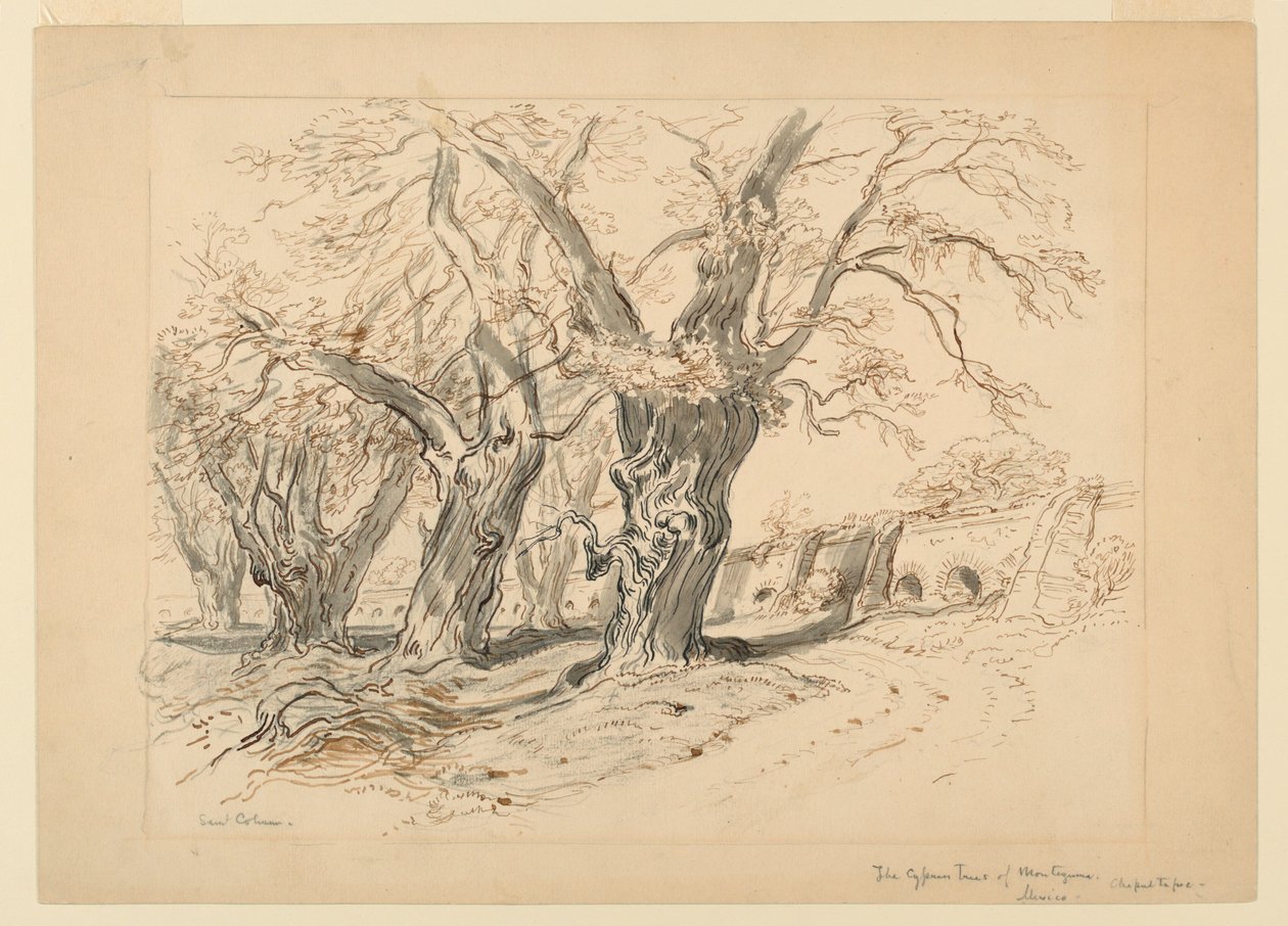 Çizim, Montezuma Servi Ağaçları Çalışması, Chapultepec Parkı, Meksika by Samuel Colman