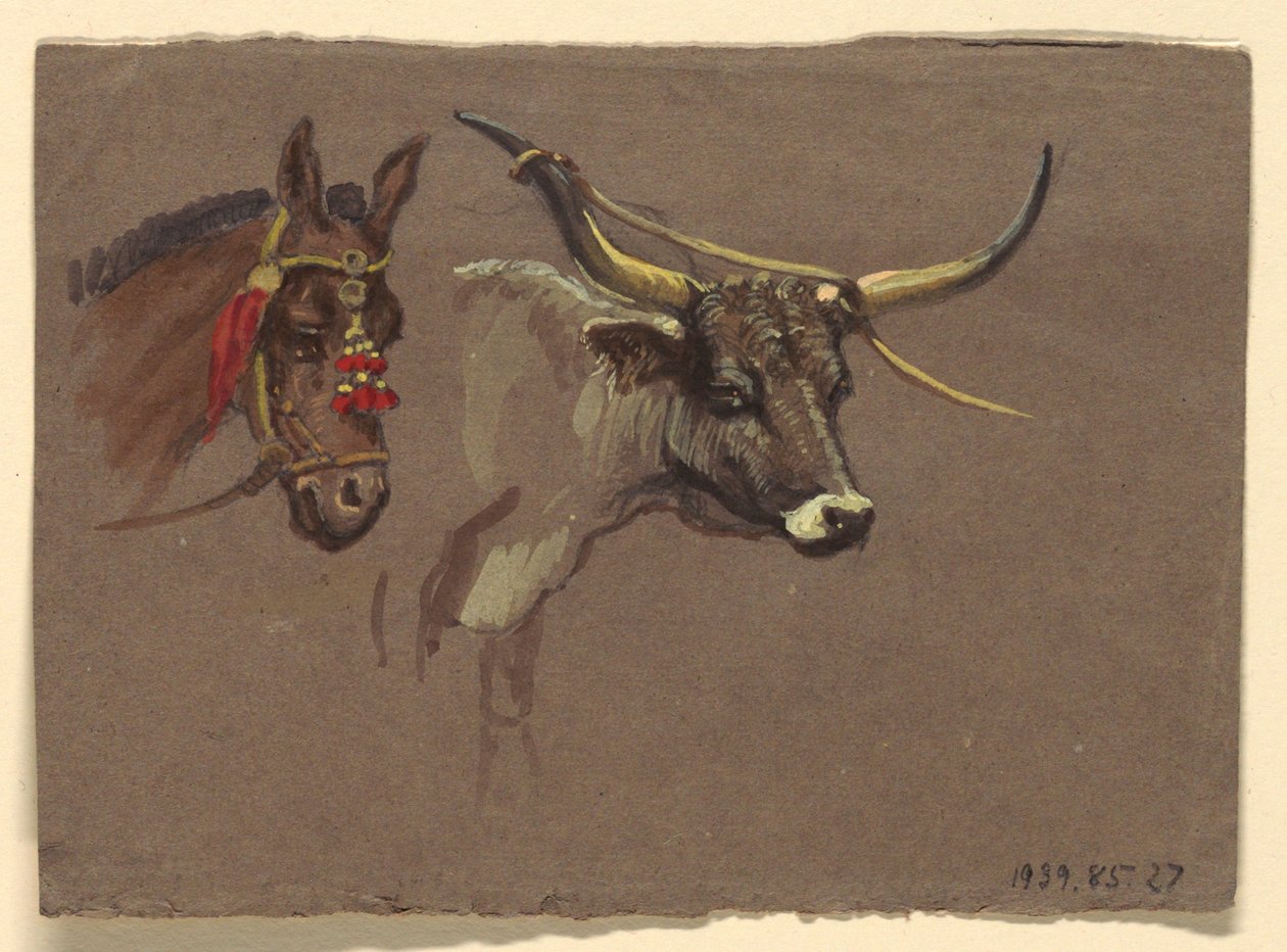 Dizginli Katır Başı, Bufalo veya Öküz Başı by Samuel Colman