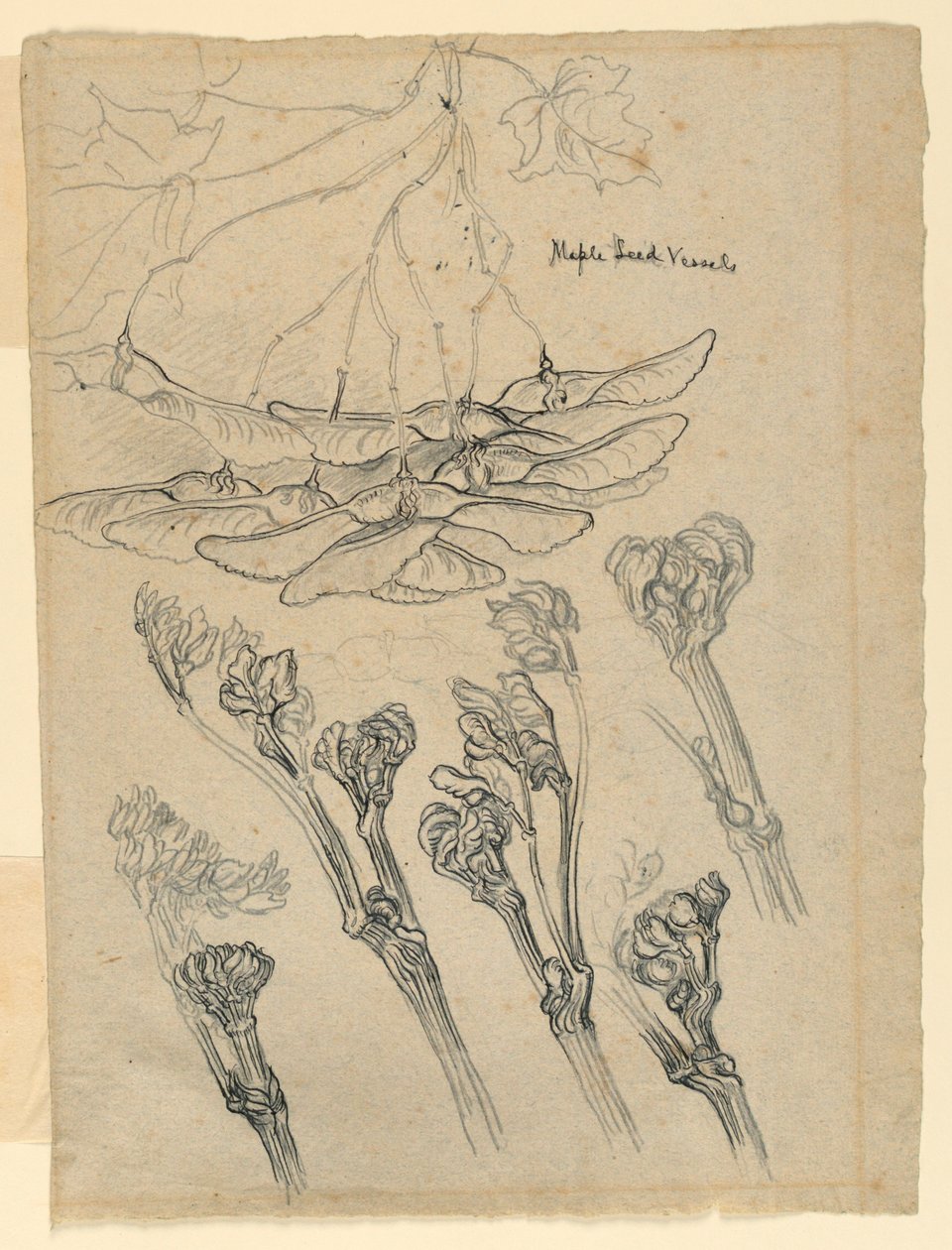 Akçaağaç Tohum Kapları by Samuel Colman