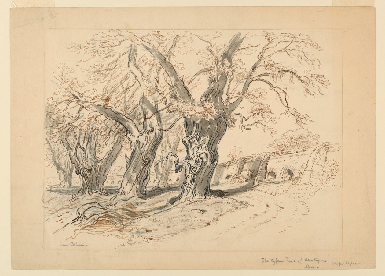 Montezuma'nın Selvi Ağaçları için Çalışma, Chapultepec Parkı, Meksika by Samuel Colman