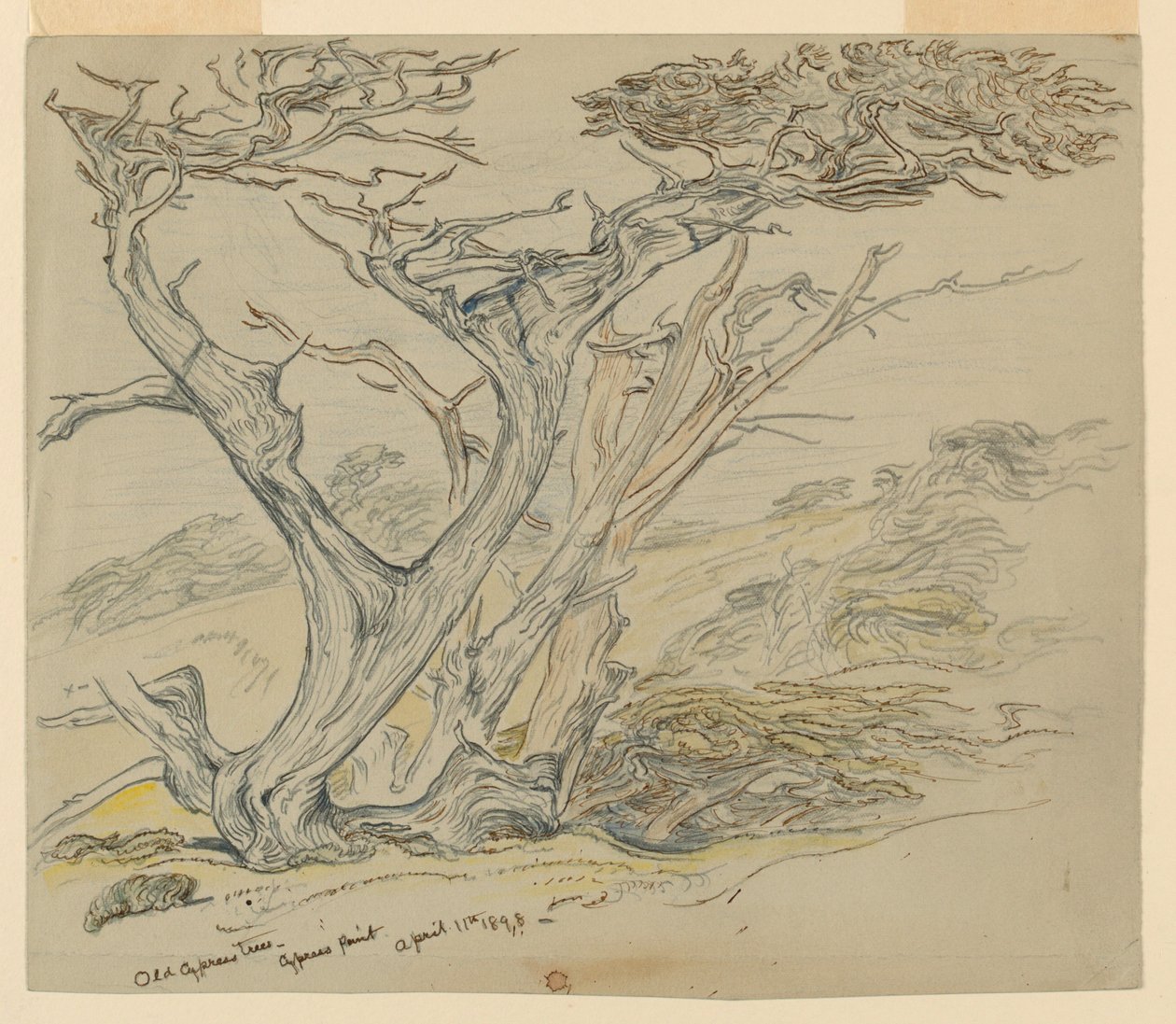 Yaşlı Selvi Ağaçlarının İncelenmesi, Cypress Point by Samuel Colman