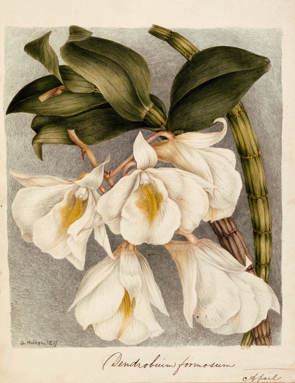 Dendrobium Formosum, c.1839 (suluboya) by Samuel Holden