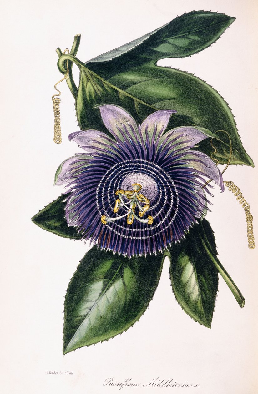 Passiflora Middletoniana, c.1834-1849 by Samuel Holden
