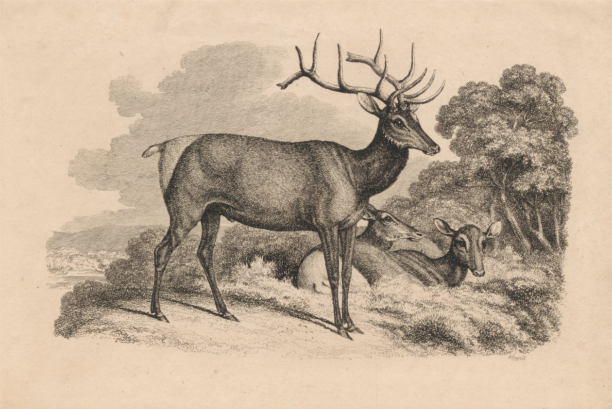 Bir Buck ve İki Doe by Samuel Howitt