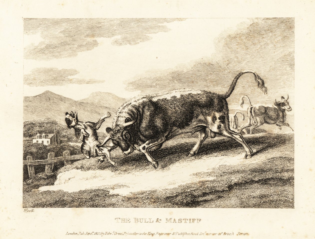 Bir boğa, tarlada bir köpeği boğazlayarak öldürür. 1811 (gravür) by Samuel Howitt