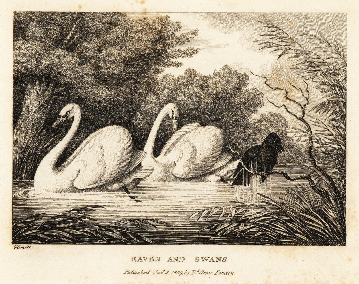 Bir kuzgun daha çok beyaz kuğulara benzemek için yıkanmaya çalışır. 1811 (gravür) by Samuel Howitt