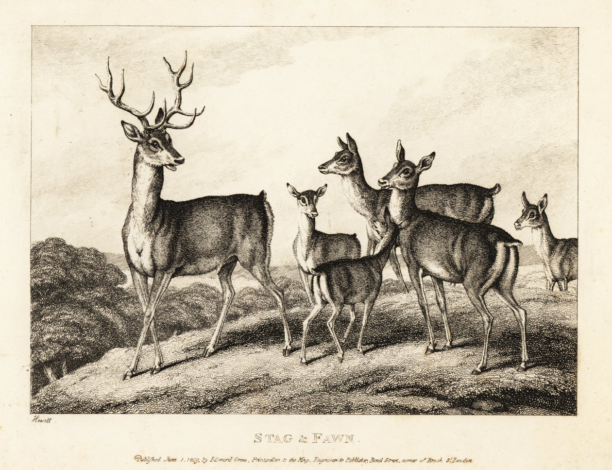 Geyik ve geyik yavrusu olan bir geyik. Geyik ve geyik yavrusu. 1811 (gravür) by Samuel Howitt