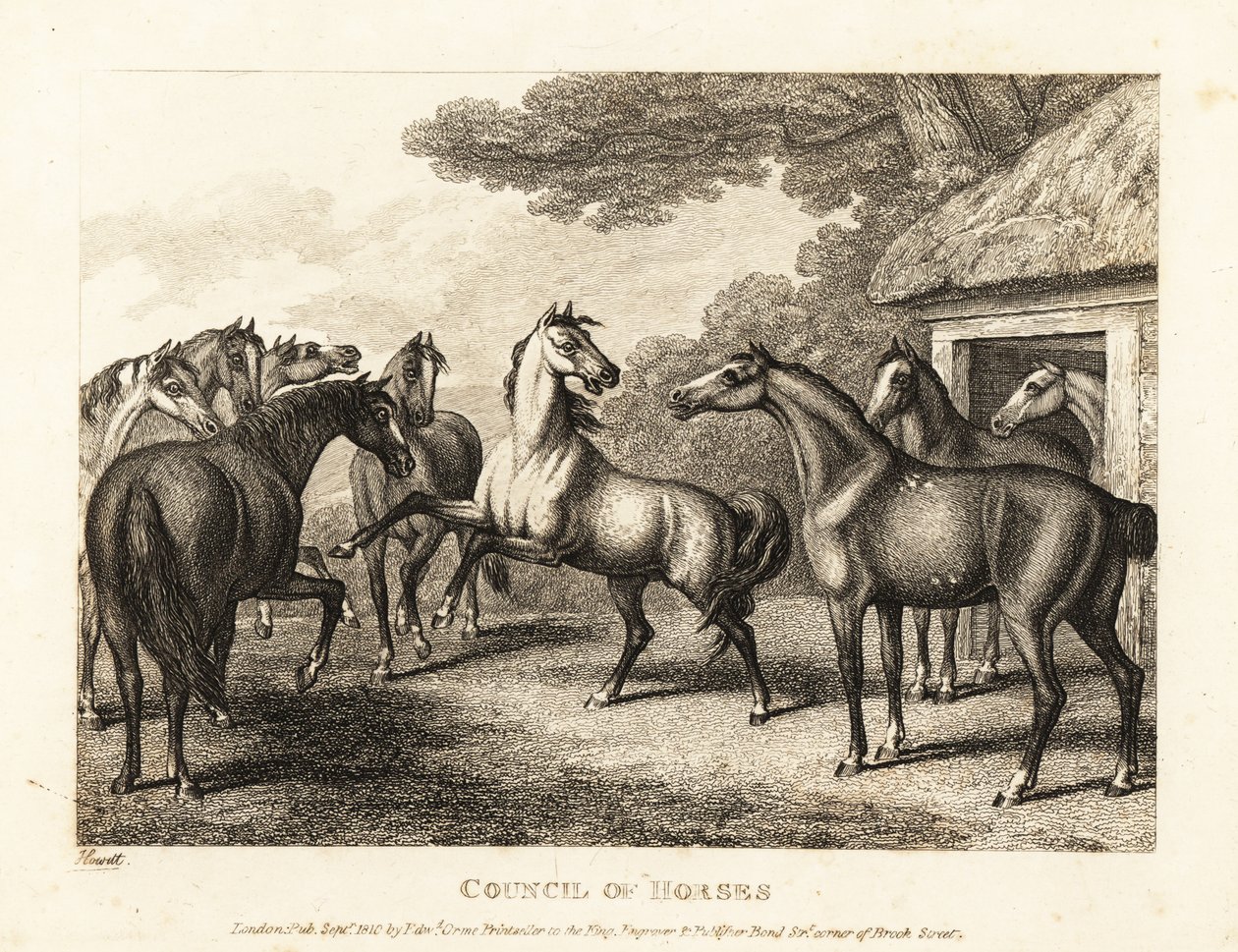 Genç bir tay ahırlarda isyan çıkarmaya çalışır. 1811 (gravür) by Samuel Howitt