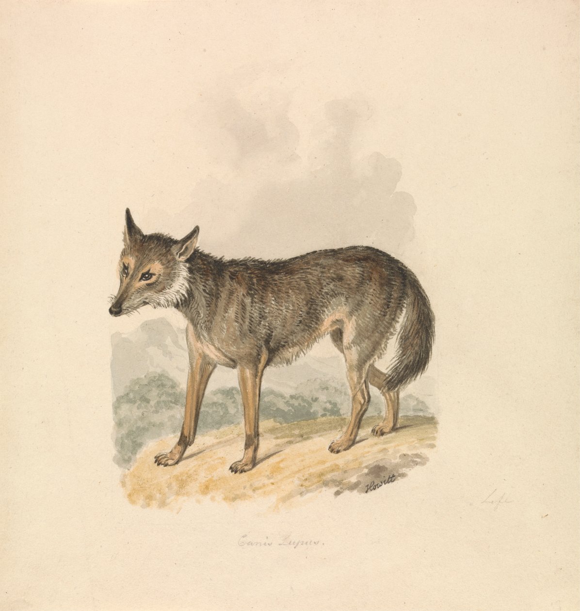 Canis Lupus veya Gri Kurt by Samuel Howitt