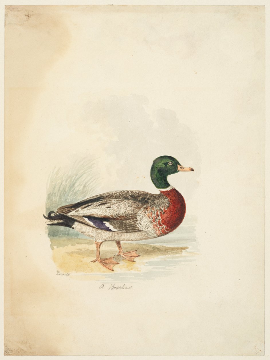Ördek - Anas boschas (recto), c.1813-22 (grafit, kalem ve kahverengi mürekkep ve sulu boya, dokuma kağıt üzerine grafit) by Samuel Howitt