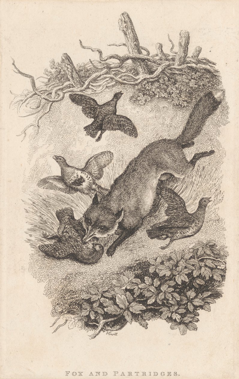 Tilki ve Keklikler by Samuel Howitt
