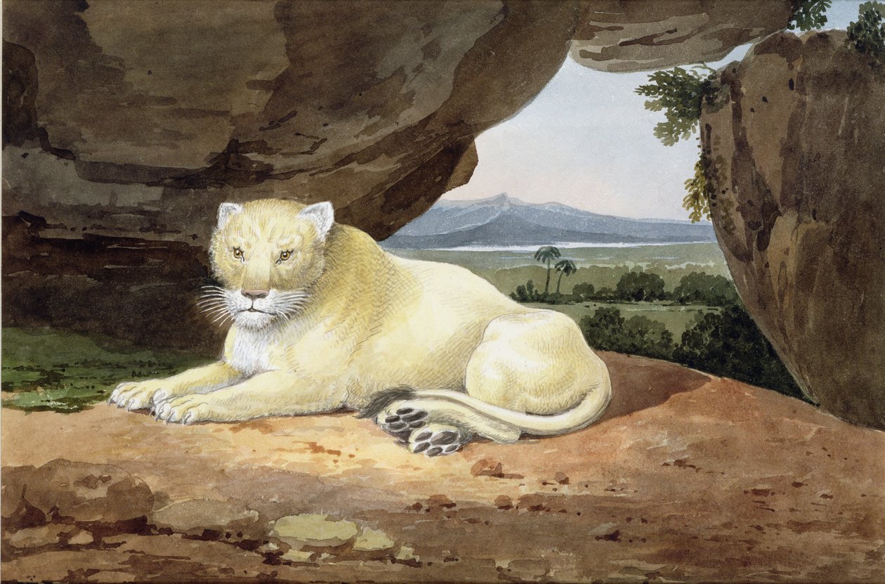 Dişi aslan (ayrıca bkz. 85758) by Samuel Howitt