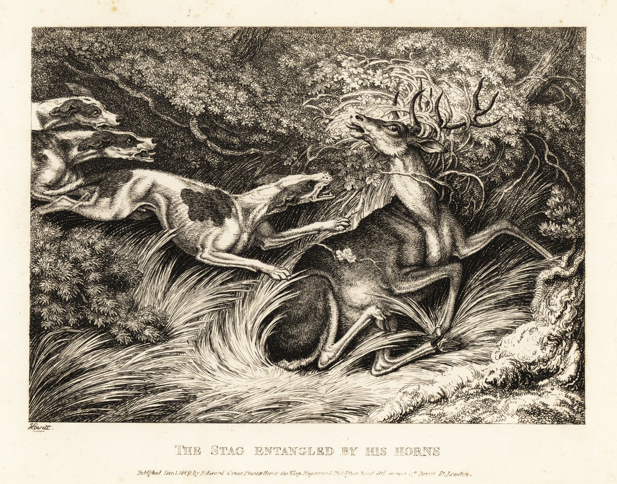 Üç tazı, boynuzları tarafından yakalanan bir geyiğe saldırır. 1811 (gravür) by Samuel Howitt