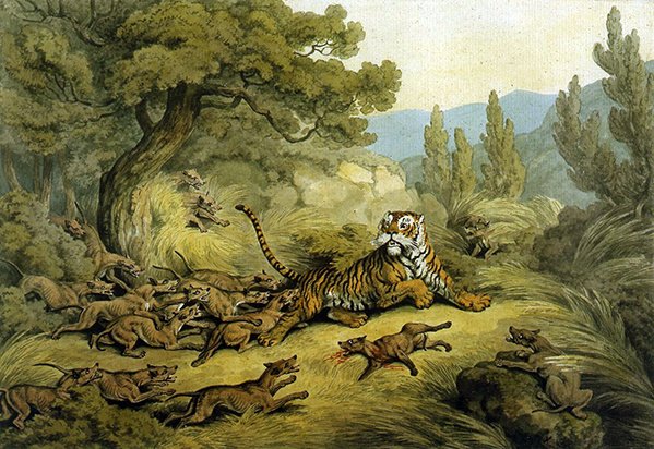 Yaban Köpekleri Tarafından Avlanan Kaplan (kağıt üzerine sulu boya) by Samuel Howitt