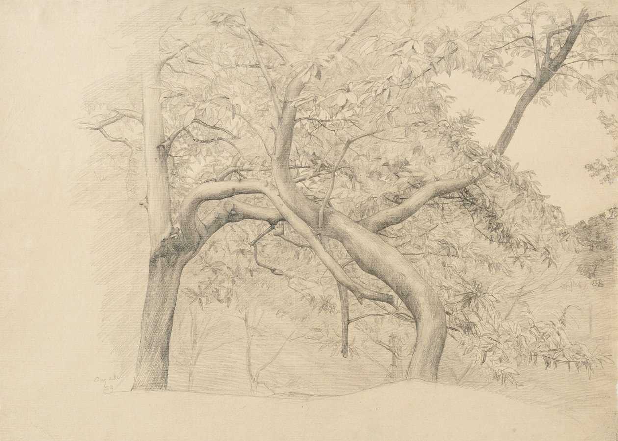 Yeşillik içinde bir ağaç çalılığı, 1884 (devetüyü serilmiş kağıt üzerine grafit) by Samuel Isham