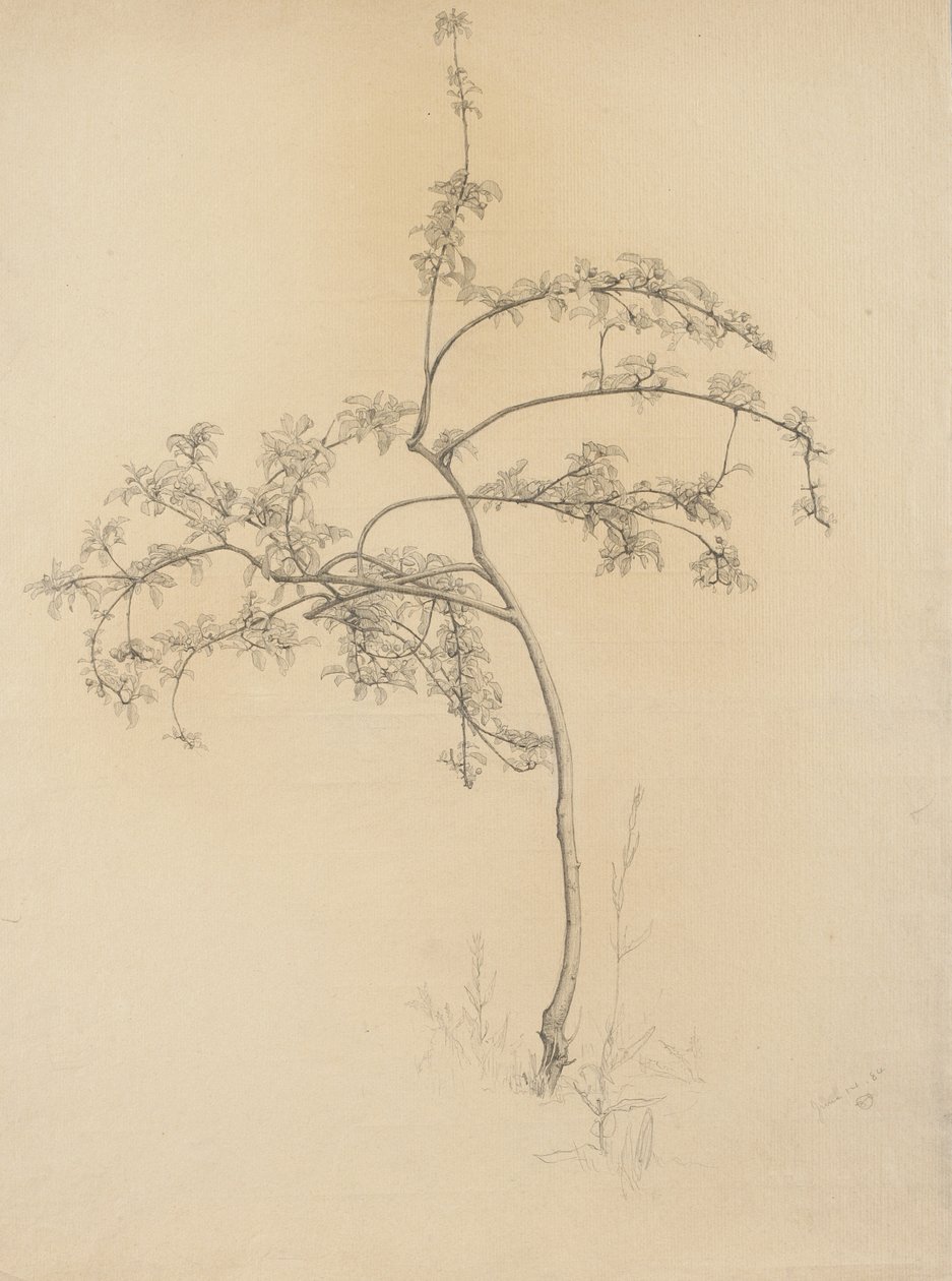 Çiçekli ağaç, 1884 (devetüyü serilmiş kağıt üzerine grafit) by Samuel Isham