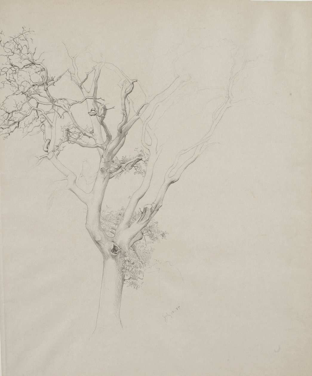Ağaç çalışması, 1884 (gri dokuma kağıt üzerinde grafit) by Samuel Isham