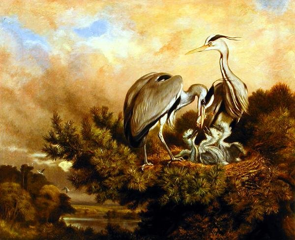 Balıkçıl Yavrularını Çam Ağacında Besliyor by Samuel John Carter