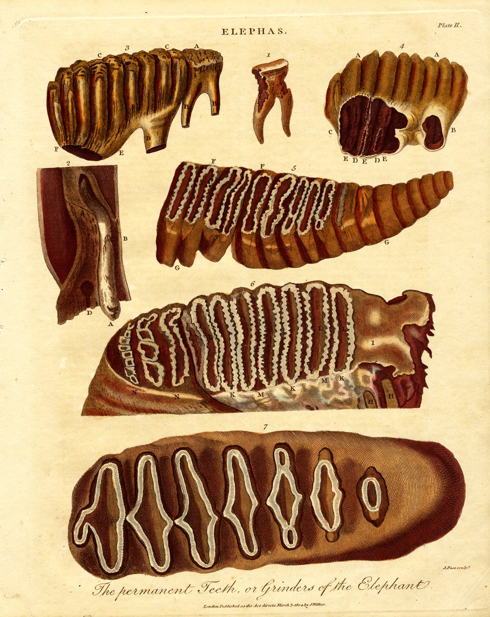 Filin Kalıcı Dişleri ya da Öğütücüleri by Samuel John Neele