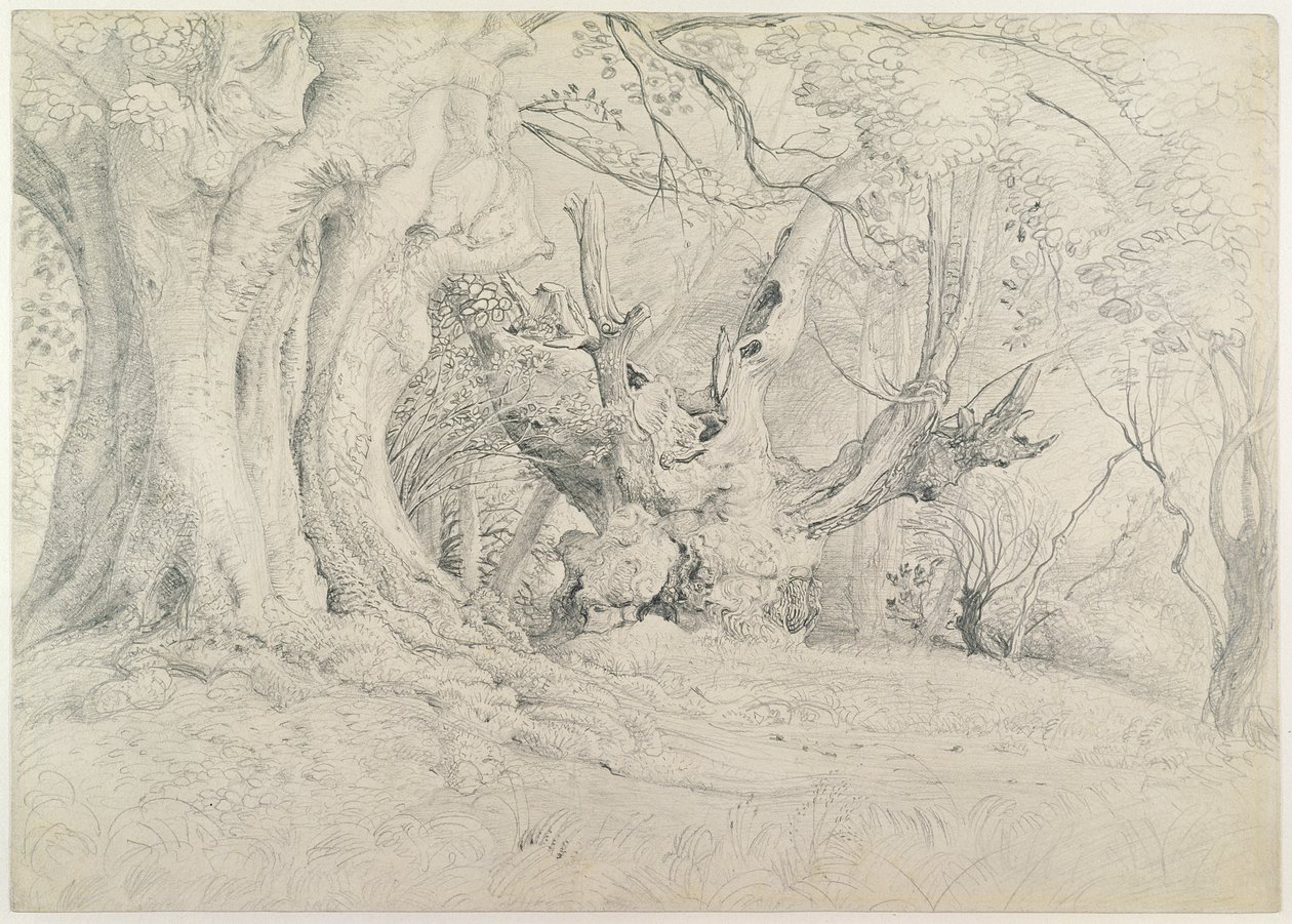 Eski Ağaçlar, Lullingstone Parkı, 1828 (kağıt üzerinde grafit) by Samuel Palmer