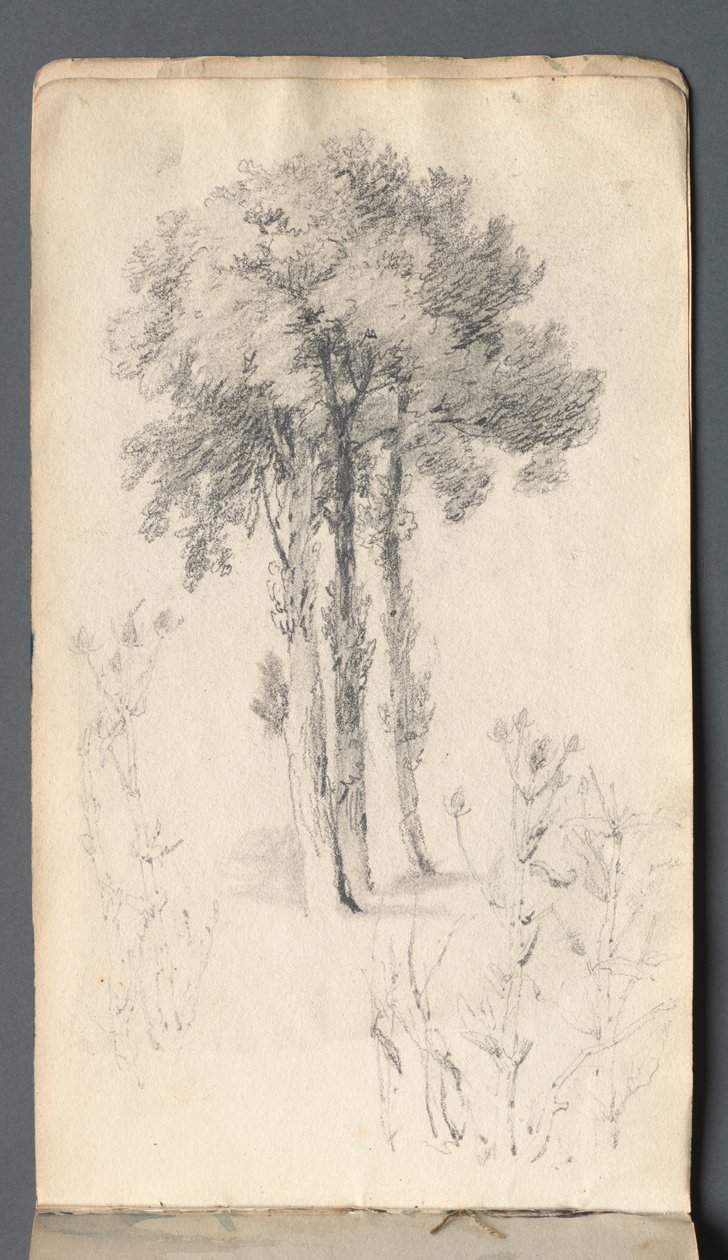 Eskiz defteri: Ağaç Çalışması, 1814. by Samuel Prout