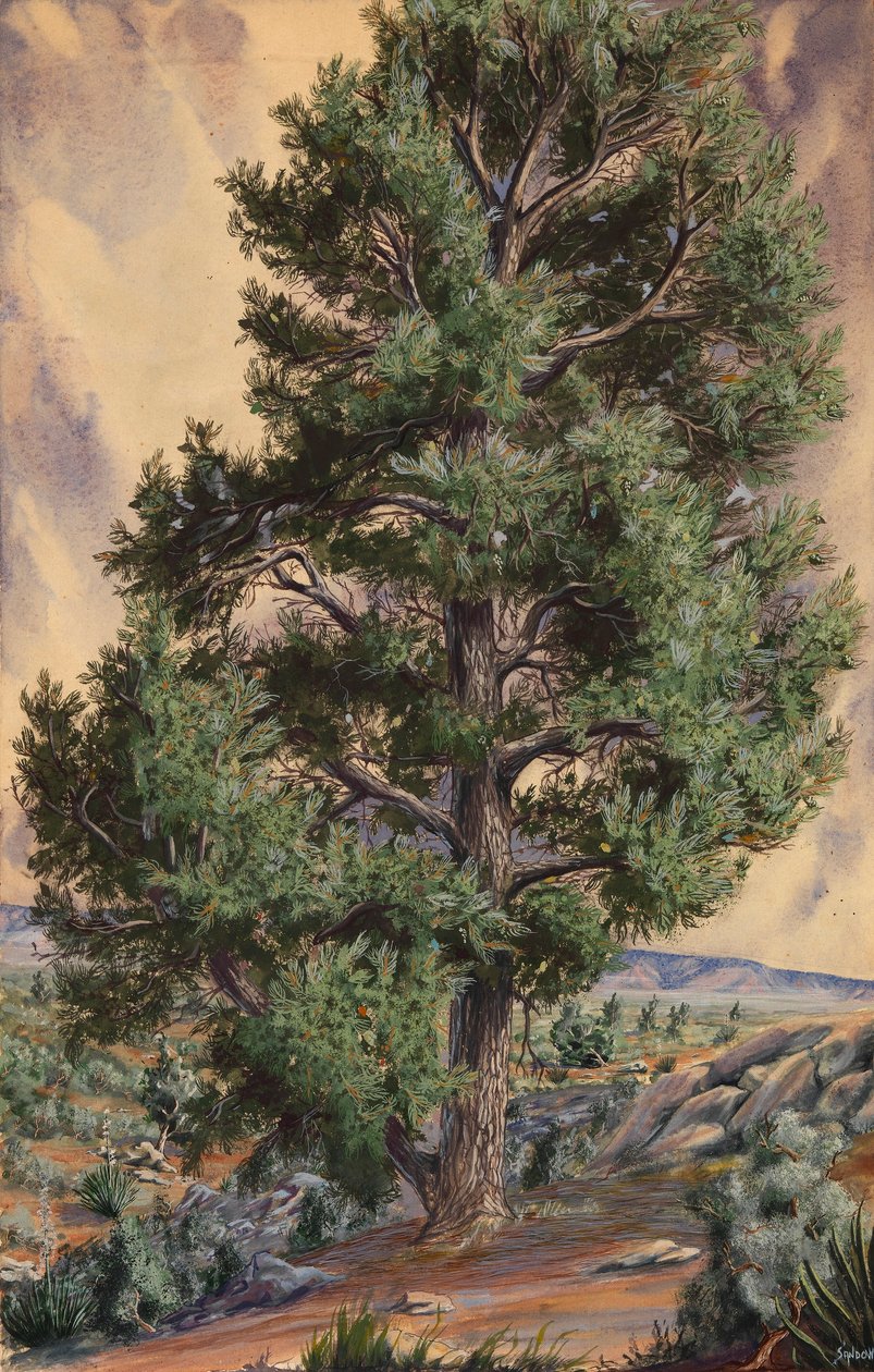  by Sandow