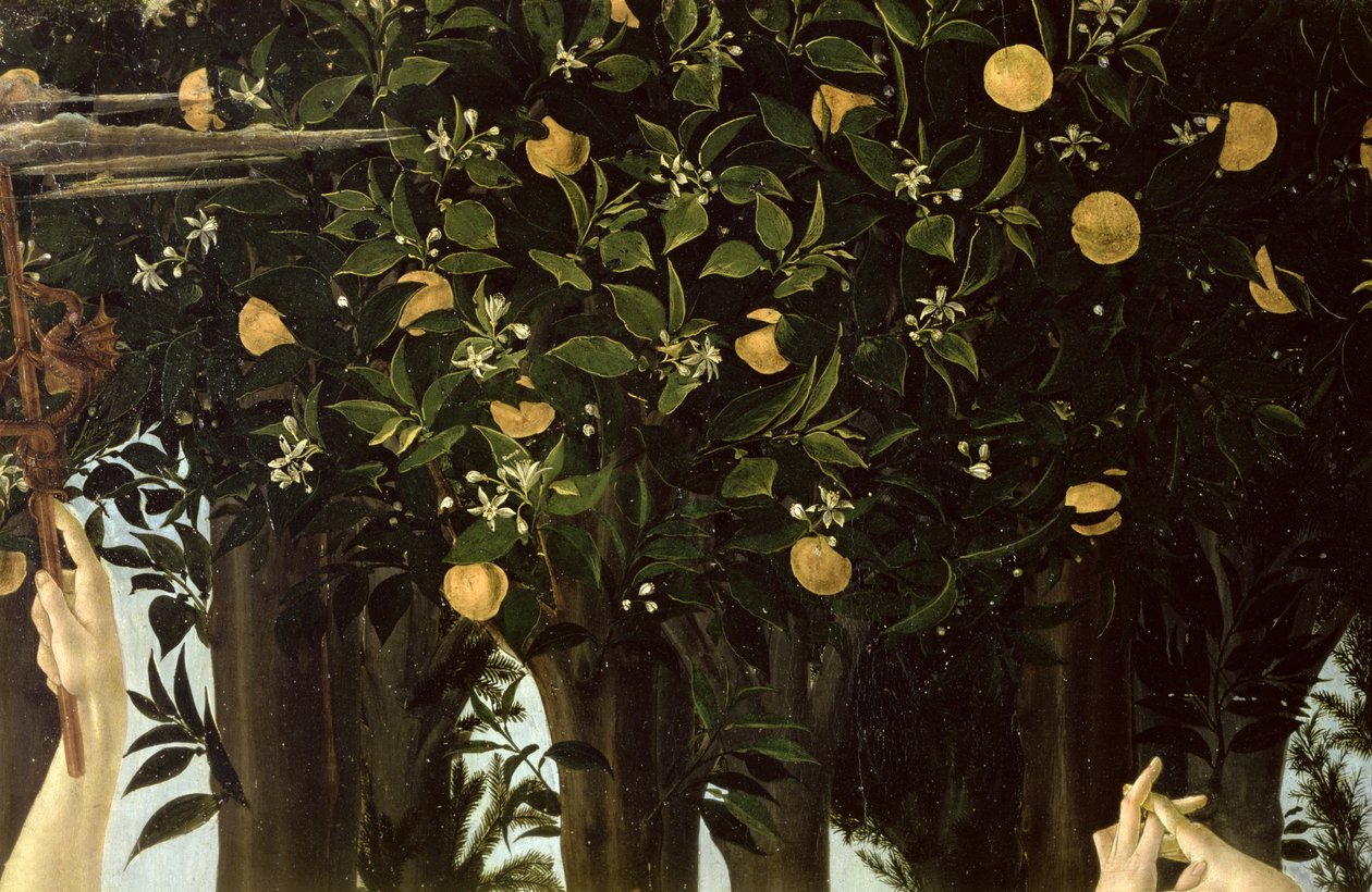 Primavera, Portakal Ağacı detayı, panelde c.1478 tempera by Sandro Botticelli