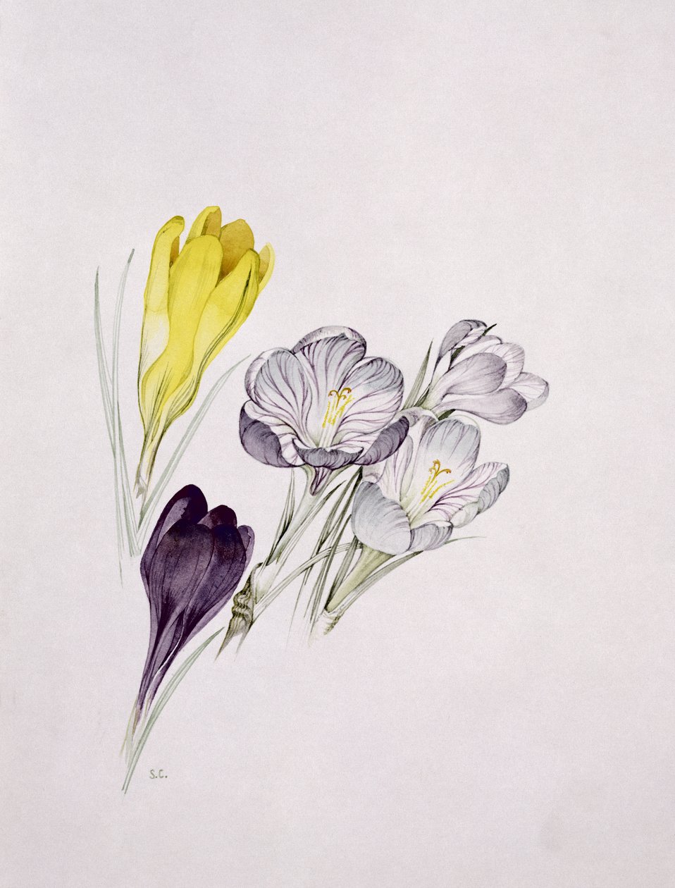 Çiğdem by Sarah Creswell