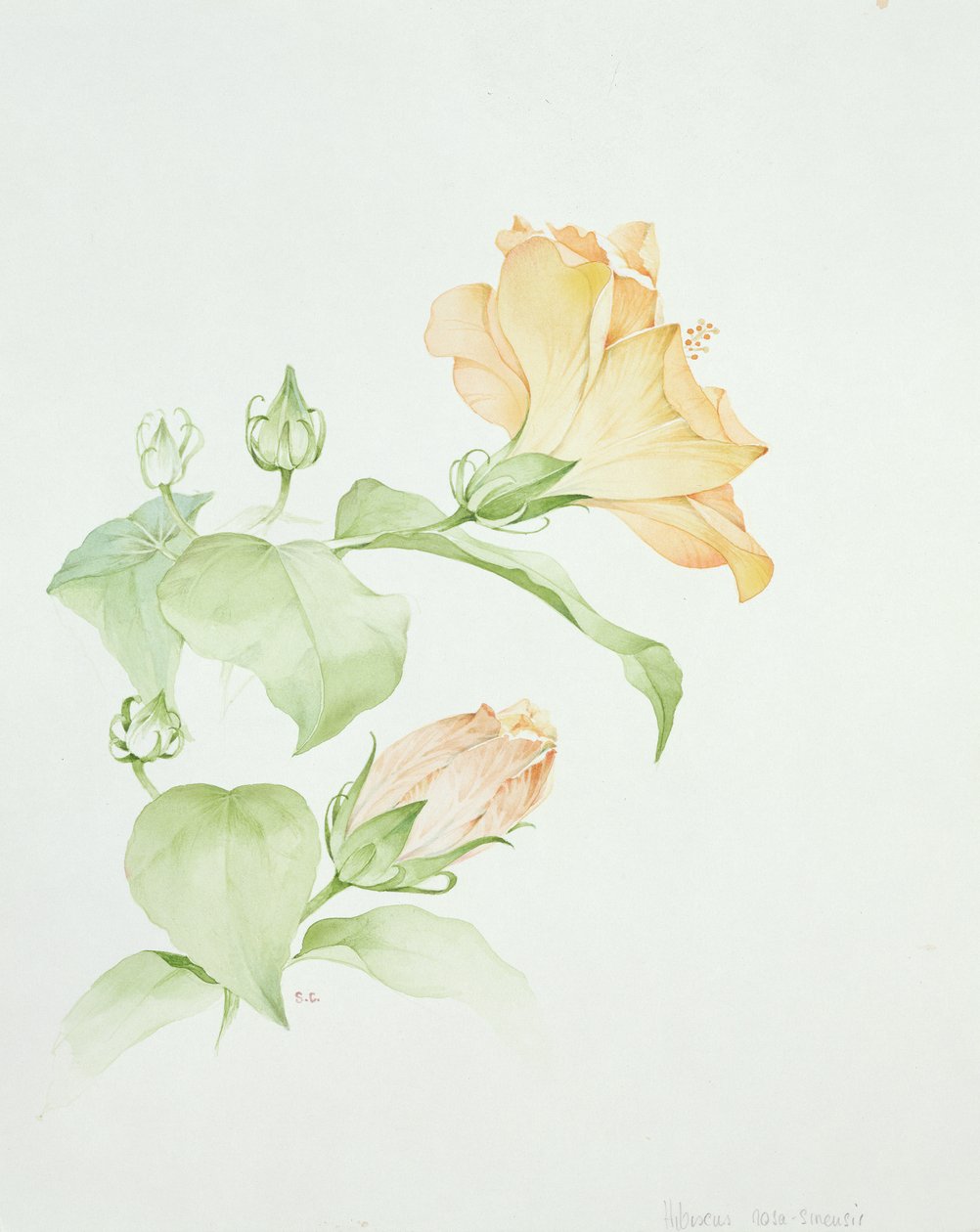 Ebegümeci rosa-sinensis by Sarah Creswell