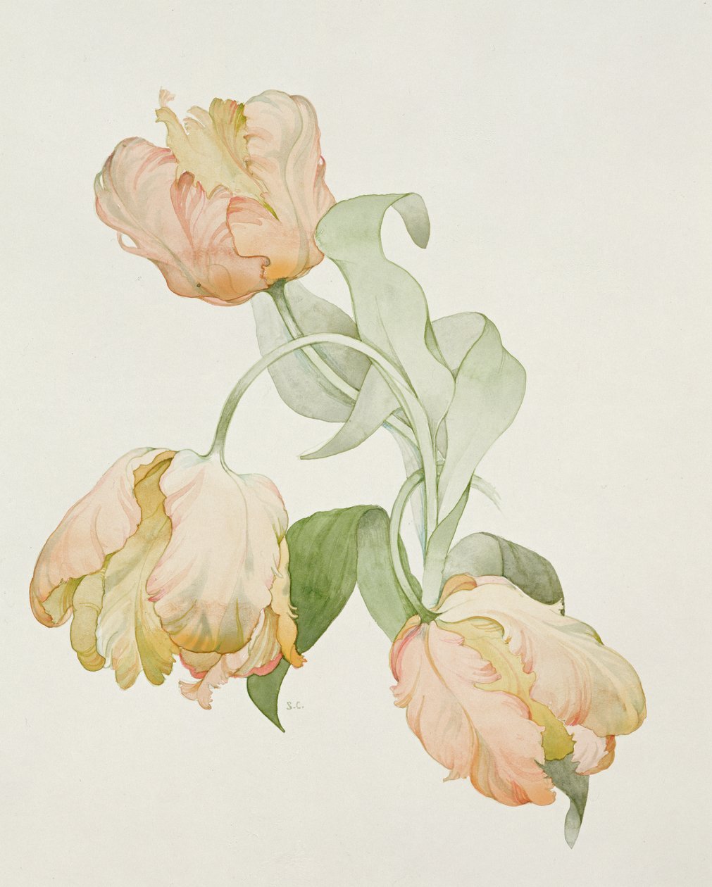 Papağan laleler by Sarah Creswell