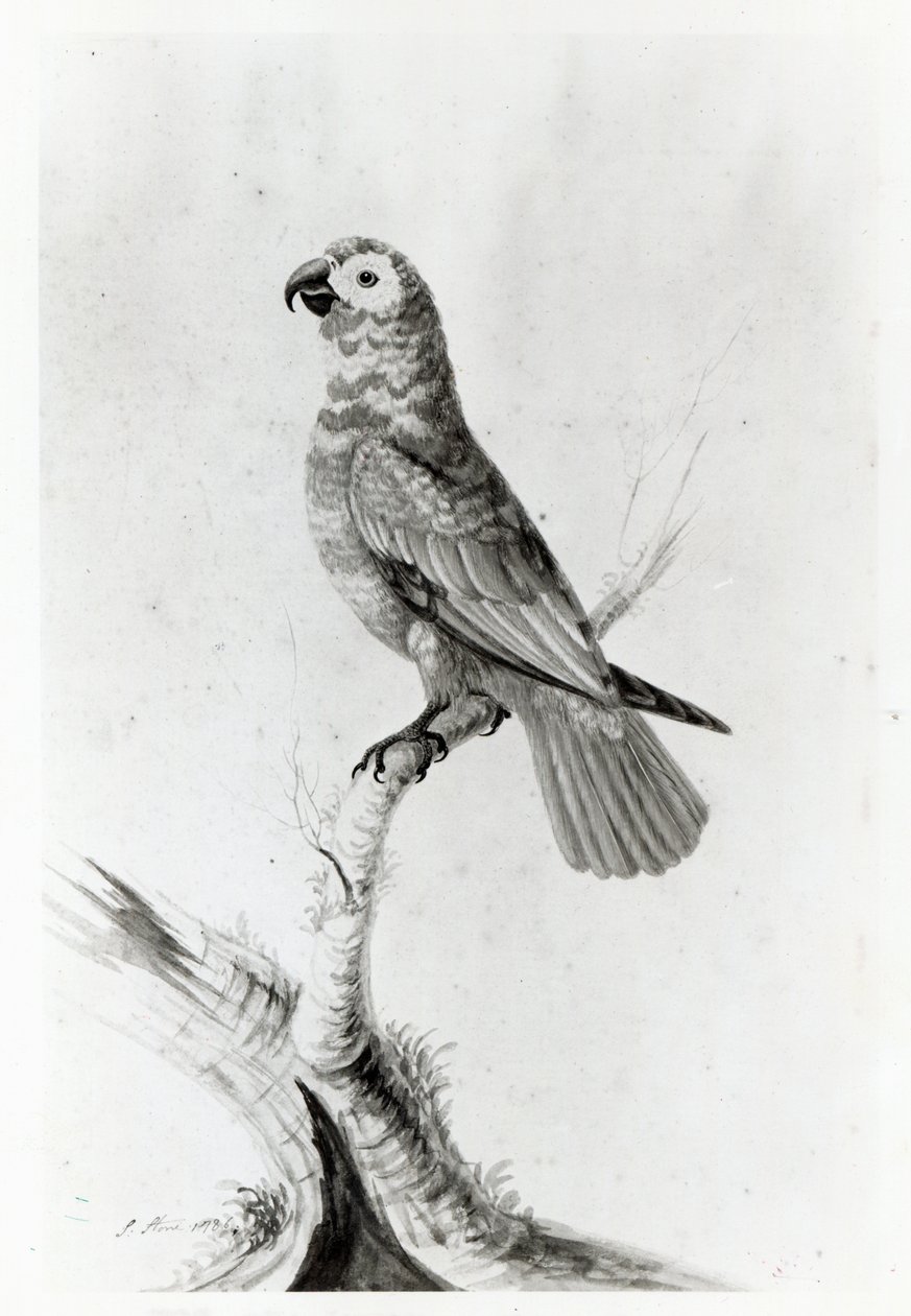 Bir Papağan, 1786 by Sarah Stone