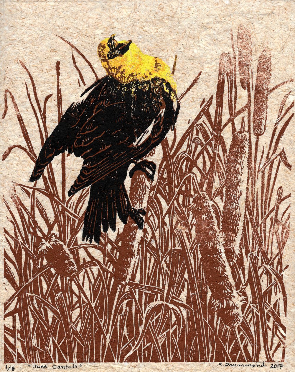  by Sarah Drummond