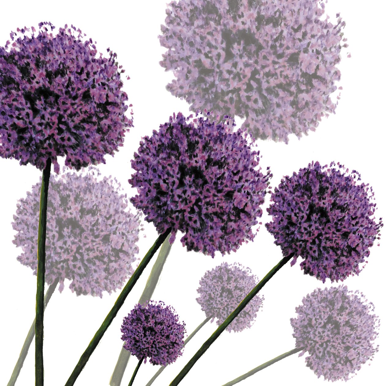 Allium Fernandez, 2004 (dijital) by Sarah Hough