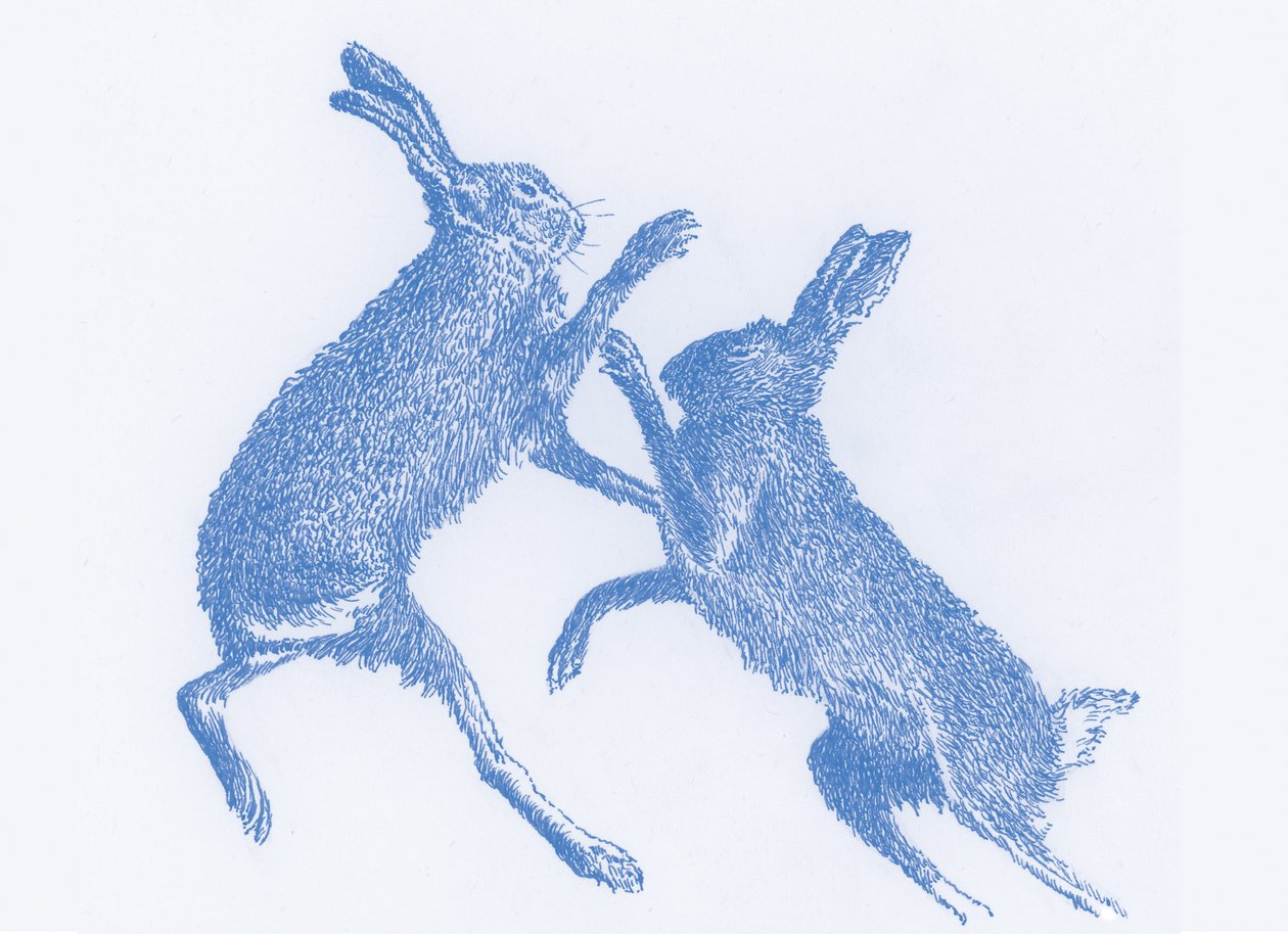 Boks Tavşanları, 2017 by Sarah Hough